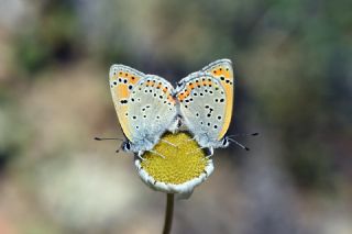 Kk Ate Gzeli (Lycaena thersamon)