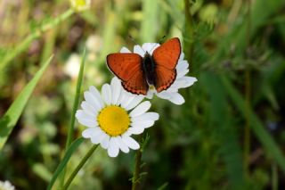 Kk Ate Gzeli (Lycaena thersamon)
