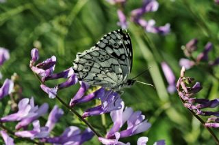 Anadolu Melikesi (Melanargia larissa)