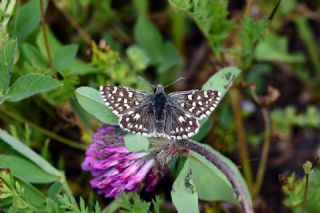 Ege Zpzp (Pyrgus melotis)