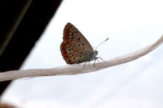 okgzl Mavi (Polyommatus icarus)