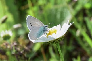 Karag�z Mavisi&nbsp;(Glaucopsyche&nbsp;alexis)