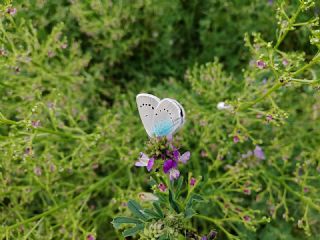 okgzl Rus Mavisi (Polyommatus coelestina)