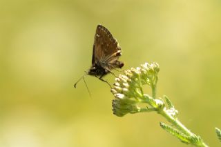 Pasl Zpzp (Erynnis tages)