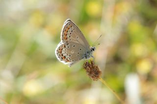 Doulu Esmergz (Plebejus carmon)