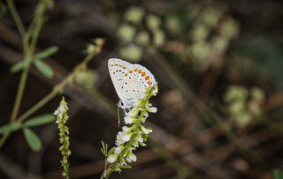 okgzl Mavi (Polyommatus icarus)