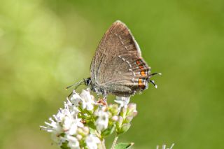 Byk Sevbeni (Satyrium ilicis)