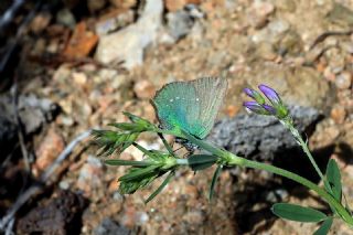 Z�mr�t&nbsp;(Callophrys&nbsp;rubi)
