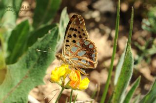 spanyol Kraliesi (Issoria lathonia)