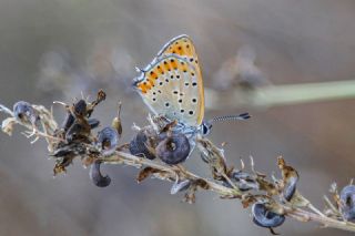 Kk Ate Gzeli (Lycaena thersamon)