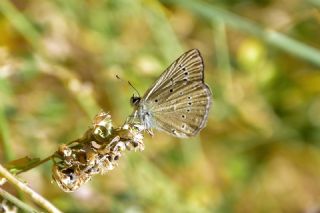 Anormal �okg�zl�&nbsp;(Polyommatus&nbsp;admetus)