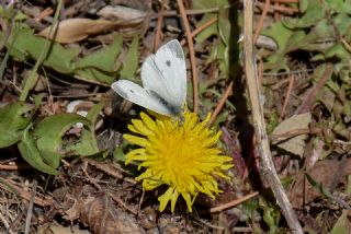 Yalanc Beyazmelek (Pieris pseudorapae)