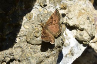 Pasl� Z�pz�p&nbsp;(Erynnis&nbsp;tages)