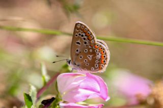 okgzl Mavi (Polyommatus icarus)