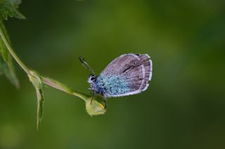 okgzl Rus Mavisi (Polyommatus coelestina)