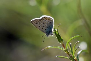okgzl Mavi (Polyommatus icarus)