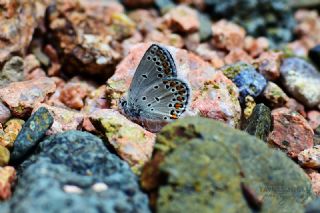 Anadolu Esmergz (Plebejus modicus)