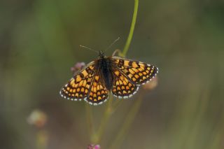 Amannisa (Melitaea athalia)