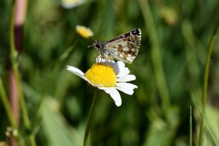 Zeytuni Zpzp (Pyrgus serratulae)