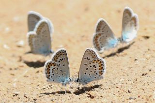 Gm Lekeli Esmergz (Plebejus argus)