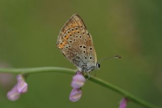 Byk Mor Bakr Gzeli (Lycaena alciphron)