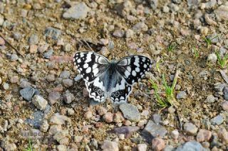 Anadolu Melikesi (Melanargia larissa)