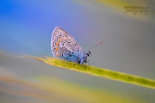 okgzl Mavi (Polyommatus icarus)