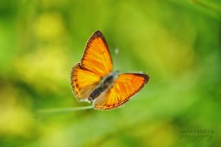 Ate Bakr Gzeli (Lycaena candens)