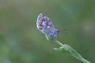 �okg�zl� Balkan Mavisi&nbsp;(Aricia&nbsp;anteros )