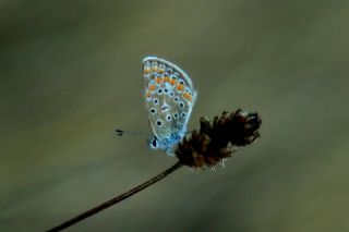 ? Tanmsz Tr (n/a NA)