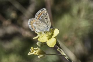 okgzl Meneke Mavisi (Polyommatus thersites)