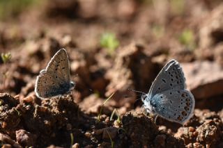 okgzl Mavi (Polyommatus icarus)