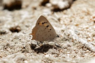 Benekli Bakr Gzeli (Lycaena phlaeas)