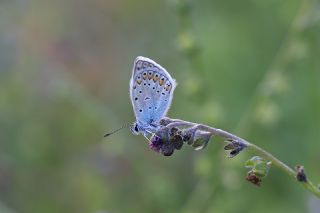 �okg�zl� Mavi&nbsp;(Polyommatus&nbsp;icarus)