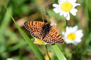 parhan (Melitaea cinxia)