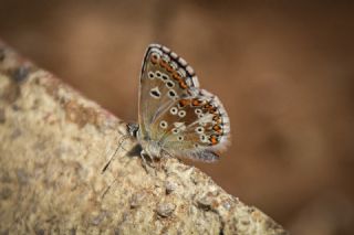 okgzl Anadolu Mavisi (Aricia crassipunctus)
