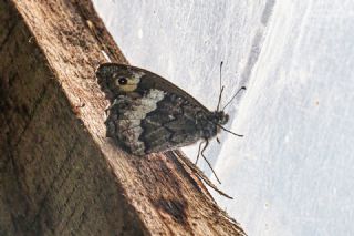 Byk Karamelek (Hipparchia syriaca)