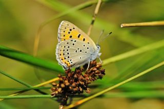 Kk Ate Gzeli (Lycaena thersamon)