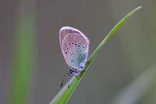okgzl Rus Mavisi (Polyommatus coelestina)