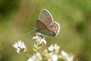 okgzl Mavi (Polyommatus icarus)