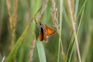 Sar Lekeli Zpzp (Thymelicus acteon)