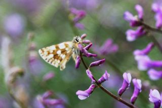 Kzl Zpzp (Spialia orbifer)