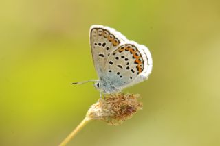 Gm Lekeli Esmergz (Plebejus argus)
