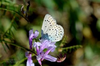 Anadolu Esmergz (Plebejus modicus)