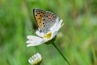 Alev Ate�g�zeli&nbsp;(Lycaena&nbsp;kefersteinii)
