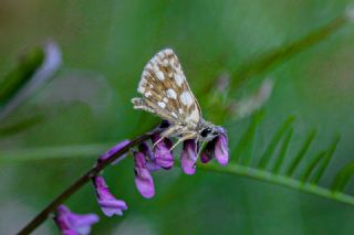 Kzl Zpzp (Spialia orbifer)