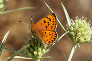 Alev Ategzeli (Lycaena kefersteinii)