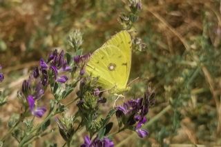Sar� Azamet&nbsp;(Colias&nbsp;croceus)