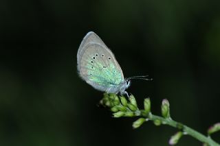 okgzl Rus Mavisi (Polyommatus coelestina)