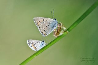 Byk Mor Bakr Gzeli (Lycaena alciphron)